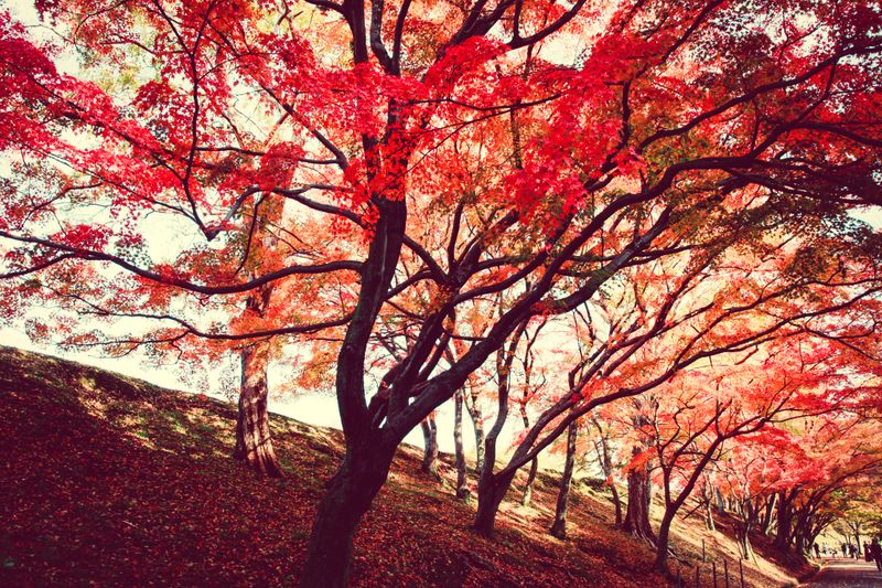 承德避暑山庄旺季住宿体验好吗？2026暑期实测3个维度说清+FAQ
